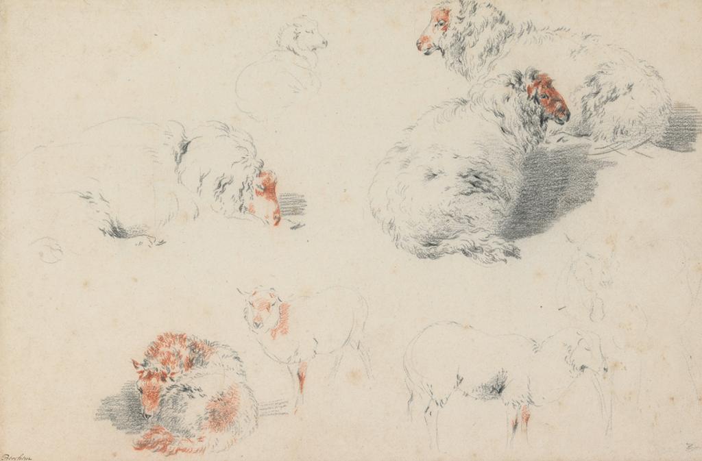 Tekening van kunstenaar Nicolaes Berchem verschillende studies van schapen